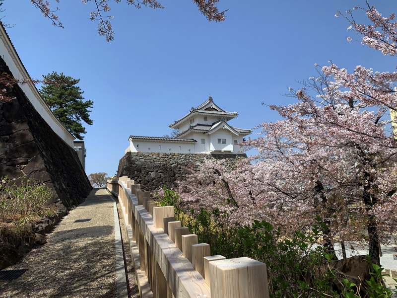 甲府城と桜